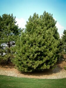 Сосна Чёрная (Pinus Nigra) купить по цене от 270.00р. в интернет-магазине «Посадика» с доставкой почтой в в Приволжске и по всей России – [изображение №1].