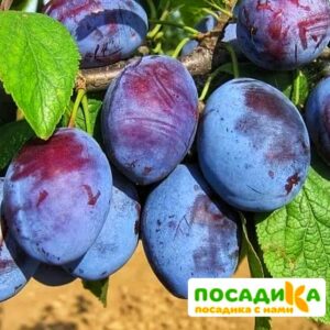 Слива Чачакская ранняя купить по цене от 229.00р. в интернет-магазине «Посадика» с доставкой почтой в в Приволжске и по всей России – [изображение №1].