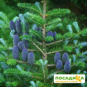 Пихта корейская (Abies koreana) купить по цене от 450.00р. в интернет-магазине «Посадика» с доставкой почтой в в Приволжске и по всей России – [изображение №1].