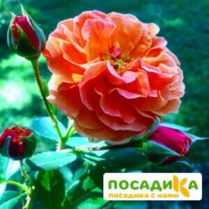 Роза Арабия купить по цене от 350.00р. в интернет-магазине «Посадика» с доставкой почтой в в Приволжске и по всей России – [изображение №1].