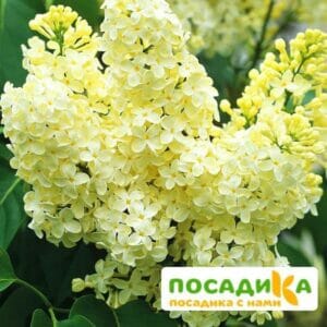 Сирень Примроуз (Primrose) купить по цене от 529.00р. в интернет-магазине «Посадика» с доставкой почтой в в Приволжске и по всей России – [изображение №1].