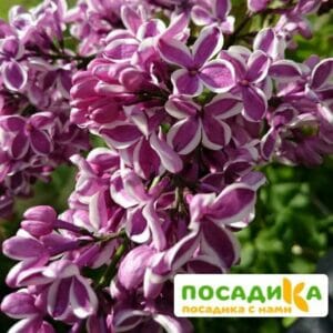 Сирень Сенсация купить по цене от 529.00р. в интернет-магазине «Посадика» с доставкой почтой в в Приволжске и по всей России – [изображение №1].