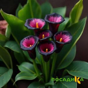 Калла Аура Лейс купить по цене от 400р. в интернет-магазине «Посадика» с доставкой почтой в в Приволжске и по всей России – [изображение №1].