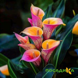 Калла Оникс купить по цене от 450р. в интернет-магазине «Посадика» с доставкой почтой в в Приволжске и по всей России – [изображение №1].
