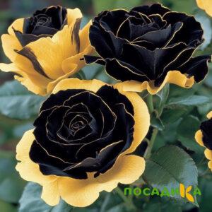 Роза Ханни Сикл купить по цене от 700р. в интернет-магазине «Посадика» с доставкой почтой в в Приволжске и по всей России – [изображение №1].