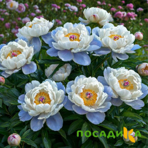 Пион акварельный Этюд купить по цене от 806р. в интернет-магазине «Посадика» с доставкой почтой в в Приволжске и по всей России – [изображение №1].