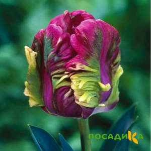 Тюльпан Экзотик Хэвен купить по цене от 186р. в интернет-магазине «Посадика» с доставкой почтой в в Приволжске и по всей России – [изображение №1].